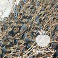 فروش نهال پسته در رفسنجان در گروه خرید فروش نهال - انواع گردو پسته بادام سلطانی انگور در یکمیوه