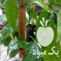 فروش نهال کمیاب ساپوت سفید سه ساله در کیش در گروه خرید فروش نهال - انواع گردو پسته بادام سلطانی انگور در یکمیوه