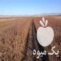 فروش نهال شناسنامه دار با مجوز از مرکز تحقیقات کشاورزی در بسطام در گروه خرید فروش نهال - انواع گردو پسته بادام سلطانی انگور در یکمیوه