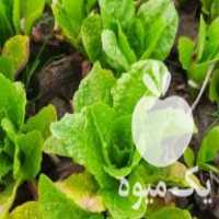 فروش فوق العاده نهال کاهو پیچی به تعداد زیاد در جویبار در گروه خرید فروش عمده کاهو - رسمی پیچ سالادی فرانسوی چینی قرمز در یکمیوه