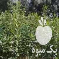 آگهی مشابه فروش نهال زبان گنجشک یا ون پر ریشه در تهران در گروه خرید فروش نهال - انواع گردو پسته بادام سلطانی انگور در یکمیوه