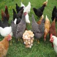 فروش گوساله اصیل سیمینتال وهلشتاین در کرج در گروه گاو و گوسفند و میش و بز کهره گوساله سمینتال در یکمیوه