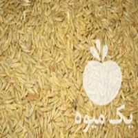 فروش جو ابی دامی بذر بهمن مادر در ملایر در گروه خرید فروش بذر - انواع محصول کشاورزی گوجه کتان میوه درخت در یکمیوه
