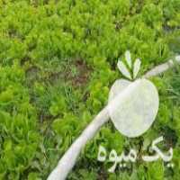 فروش بذر کاهو پیچ در اسدآباد در گروه خرید فروش عمده کاهو - رسمی پیچ سالادی فرانسوی چینی قرمز در یکمیوه