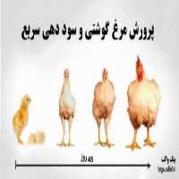 فروش جوجه مرغ گوشتی  ،  فروش عمده - طیور در تهران در گروه مرغ و خروس و بوقلمون و اردک قو قاز در یکمیوه