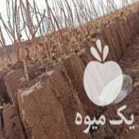 فروش نهال پسته گلبری تضمینی در رفسنجان در گروه خرید فروش نهال - انواع گردو پسته بادام سلطانی انگور در یکمیوه