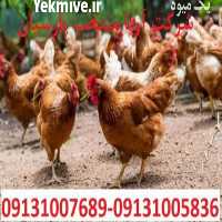 فروش مرغ لوهمن 1 روزه تا 5 ماهه در اصفهان در گروه مرغ و خروس و بوقلمون و اردک قو قاز در یکمیوه