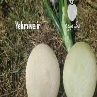 فروش پیاز یکدست و عالی سفید مینروا مخصوص صادرات در کرمان  در گروه خرید فروش عمده پیاز - قرمز سفید زرد ترشی تازه انباری در یکمیوه