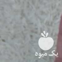 فروش برنج دمسیاه مرواریدگیلان در رشت در گروه خرید فروش عمده برنج - نیم دانه عنبر بو هاشمی کاظمی هندی پاکستانی در یکمیوه