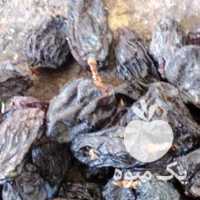 فروش کشمش مویز انگور سیاه کاملا گوشتی در شیراز در گروه آجیل - فروش عمده محصولات در یکمیوه