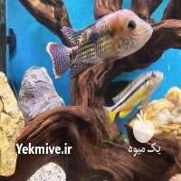 فروش ماهی سیچیلاید در تهران در گروه انواع ماهی - سالمون شیر کپور قرمز شوریده سفید گوپی مرکب در یکمیوه