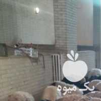 خرید و فروش گوسفند در یزد در گروه گاو و گوسفند و میش و بز کهره گوساله سمینتال در یکمیوه