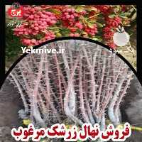 فروش ویژه نهال زرشک در اصفهان در گروه خرید فروش نهال - انواع گردو پسته بادام سلطانی انگور در یکمیوه