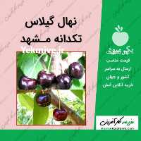 فروش نهال گیلاس تکدانه مشهد 09915131382 در سمنان در گروه خرید فروش نهال - انواع گردو پسته بادام سلطانی انگور در یکمیوه