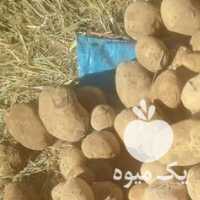 فروش سیب زمینی بذری همدان در گروه خرید فروش عمده سیب زمینی - زودرس دیررس آگریا اسپریت اردبیل همدان در یکمیوه