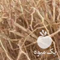 فروش نهال انگور در قزوین در گروه خرید فروش نهال - انواع گردو پسته بادام سلطانی انگور در یکمیوه