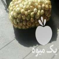 فروش بذر پیاز والنسیا روز کوتاه زرد طلایی در نورآباد در گروه خرید فروش عمده پیاز - قرمز سفید زرد ترشی تازه انباری در یکمیوه