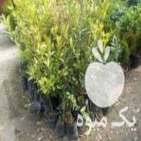 فروش نهال:پرتغال ،  لیمو ترش ونارنج در اصفهان در گروه خرید فروش نهال - انواع گردو پسته بادام سلطانی انگور در یکمیوه