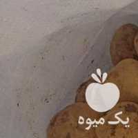 فروش سیب زمینی بذری وارداتی در همدان در گروه خرید فروش عمده سیب زمینی - زودرس دیررس آگریا اسپریت اردبیل همدان در یکمیوه