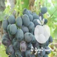 فروش نهالستان انگور در شهربابک در گروه خرید فروش نهال - انواع گردو پسته بادام سلطانی انگور در یکمیوه