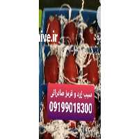 فروش سیب زرد و قرمز صادراتی در تناژ بالا قیمت رقابتی در ارومیه در گروه خرید فروش عمده سیب - زرد و قرمز گلاب پاییزه در یکمیوه