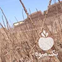 فروش نهال پسته گلبری در رفسنجان در گروه خرید فروش نهال - انواع گردو پسته بادام سلطانی انگور در یکمیوه