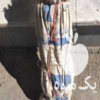 فروش نهال زرشک درجه یک خراسان جنوبی در شیراز در گروه خرید فروش نهال - انواع گردو پسته بادام سلطانی انگور در یکمیوه