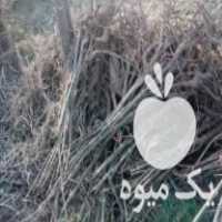 فروش نهال پالونیا گونه فورتونی در گالیکش در گروه خرید فروش نهال - انواع گردو پسته بادام سلطانی انگور در یکمیوه