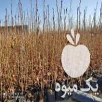 فروش نهال پسته هومن در مهر در گروه خرید فروش نهال - انواع گردو پسته بادام سلطانی انگور در یکمیوه