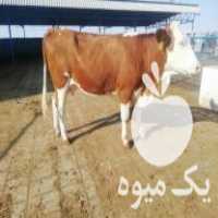 فروش گوساله سیمینتال هلشتاین وپرواری داشتی محلی بومی با مجوز در مرودشت در گروه گاو و گوسفند و میش و بز کهره گوساله سمینتال در یکمیوه