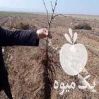 فروش نهالستان بزرگ انگور در ملکان در گروه خرید فروش نهال - انواع گردو پسته بادام سلطانی انگور در یکمیوه
