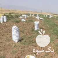 فروش کارگر سیب زمینی  ، پیاز ، گوجه در کرمانشاه در گروه خرید فروش عمده سیب زمینی - زودرس دیررس آگریا اسپریت اردبیل همدان در یکمیوه
