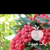 فروش زرشک تازه دونه اناری بیرجند در خراسان جنوبی در گروه خرید فروش عمده ازگیل و تمشک و زرشک - ژاپنی فروش مستقیم در یکمیوه