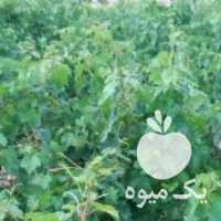 فروش نهال انگور رطبی صادراتی در شیراز در گروه خرید فروش نهال - انواع گردو پسته بادام سلطانی انگور در یکمیوه
