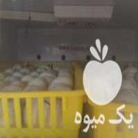 فروش دستگاه جوجه کشی بلدرچین دماوند 1850 تایی در بابل  در گروه تجهیزات دام و طیور - خرید فروش نو دسته دوم در یکمیوه