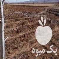 فروش تیرچه های کامپوزیتی داربستی کردن باغ انگور در ابهر در گروه خرید فروش کود و مواد شیمیایی - اوره پتاس مرغی کمپوست آهن در یکمیوه