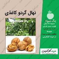 فروش نهال 3 ساله گردو کاغذی 099151 3 1 3 82 در سمنان در گروه خرید فروش نهال - انواع گردو پسته بادام سلطانی انگور در یکمیوه