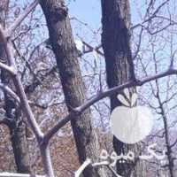 فروش نهال زرشک و عناب اصیل قاینات در مشهد در گروه خرید فروش نهال - انواع گردو پسته بادام سلطانی انگور در یکمیوه