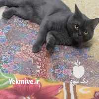 فروش گربه اسکاتیش آنفولد در تهران در گروه سگ و گربه _ نگهبان هاسکی ژرمن دوبرمن سرابی در یکمیوه