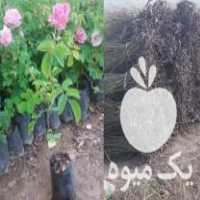 فروش نهال گل محمدی در کاشان در گروه خرید فروش نهال - انواع گردو پسته بادام سلطانی انگور در یکمیوه