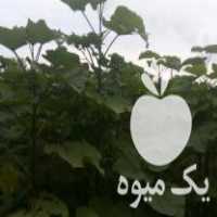 فروش نهال اصلاح شده پالونیا برگ پهن مخصوص اقلیم گیلان در آستانه اشرفیه در گروه خرید فروش نهال - انواع گردو پسته بادام سلطانی انگور در یکمیوه