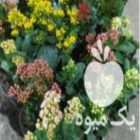 فروش گل های شب عید ب قیمت عمده در ساری در گروه خرید فروش عمده گیاهان زینتی - گرمسیری آپارتمانی باغچه آب در یکمیوه