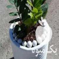 فروش گل گیاه شاداب در ساری در گروه خرید فروش عمده گیاهان زینتی - گرمسیری آپارتمانی باغچه آب در یکمیوه