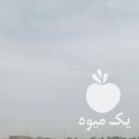 فروش نهال پسته در تهران در گروه خرید فروش نهال - انواع گردو پسته بادام سلطانی انگور در یکمیوه