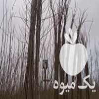 فروش نهال صنوبر اصلاح شده در آستانه اشرفیه در گروه خرید فروش نهال - انواع گردو پسته بادام سلطانی انگور در یکمیوه