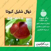 فروش نهال شلیل کیوتا 09915131382 در سمنان در گروه خرید فروش نهال - انواع گردو پسته بادام سلطانی انگور در یکمیوه