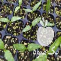 فروش سفارش انواع نشا و نهال در دزفول در گروه خرید فروش عمده کاهو - رسمی پیچ سالادی فرانسوی چینی قرمز در یکمیوه