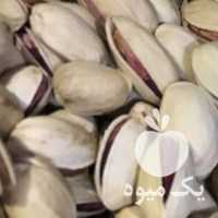 فروش پسته احمد اقایی در سیرجان در گروه پسته - کوهی شامی خام اکبری تازه کله قوچی در یکمیوه