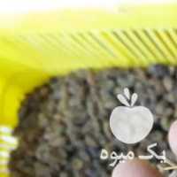 فروش کشمش ،  سنجد در همدان در گروه آجیل - فروش عمده محصولات در یکمیوه