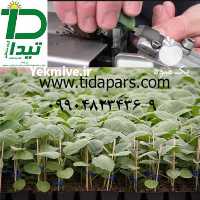 فروش دستگاه پیوند نشا تیداپارس در کرج در گروه خرید فروش نشا - انواع گوجه برنج کاهو پیاز کاری فرنگی در یکمیوه